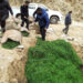BAFRA seizes banned green chillies