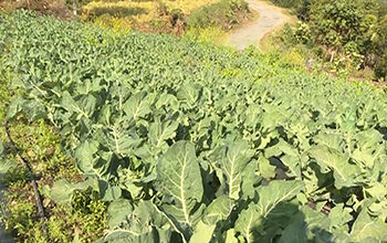 National CSI Development Bank provided Nu 2bn worth of loans