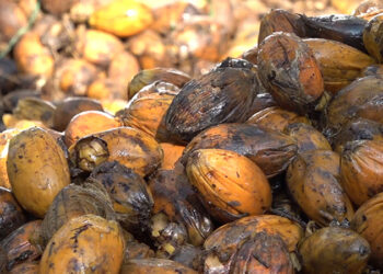 Meeting the local demand of Doma from within the country- Prime Minister