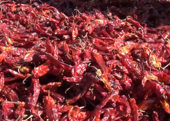 Merdha farmers give up selling dry chillies in Trashigang
