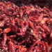 Merdha farmers give up selling dry chillies in Trashigang