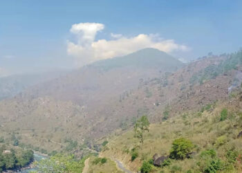 Forest fire contained after five days, Wangdue