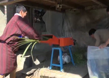 Ensuring regular supply of nutritious fodder for cattle- P/Gatshel