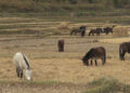 Finding pasture for horses; a struggle for Lunaps in Punakha