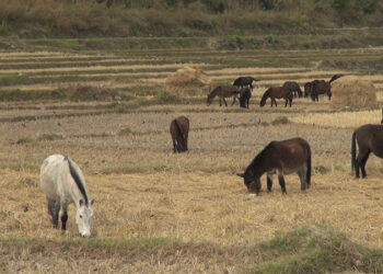 Finding pasture for horses; a struggle for Lunaps in Punakha