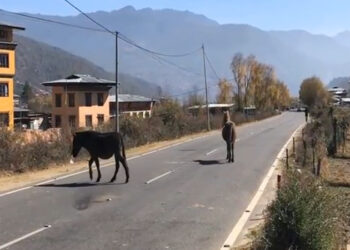 Paro Police apprehend man for killing a horse