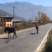 Paro Police apprehend man for killing a horse