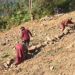 Improving land to make it cultivable – Dagana