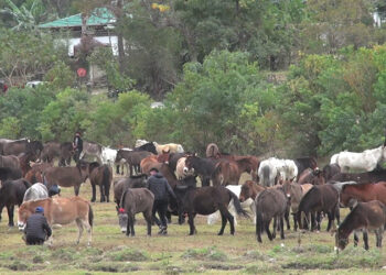 Lunaps to cast vote from Punakha for LG election