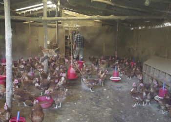 Poultry farmers want Karma Feeds to compensate for their losses