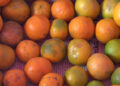 Orange dealers unhappy with poor orange yield in Tsirang