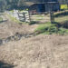 A breeding bull killed by tiger in Gagar- Trongsa