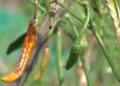 Poor chilli yield upsets farmers in Chhukha