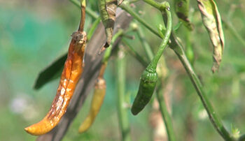Poor chilli yield upsets farmers in Chhukha