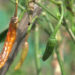 Poor chilli yield upsets farmers in Chhukha