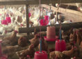 Poultry farmers resort to selling birds after being affected by contaminated feeds