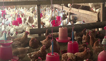 Poultry farmers resort to selling birds after being affected by contaminated feeds