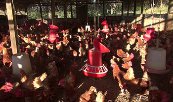 Deaths of chickens result in payment backlog- Tsirang