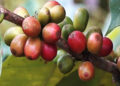 Sarpang struggles to meet demand for quarantine facility