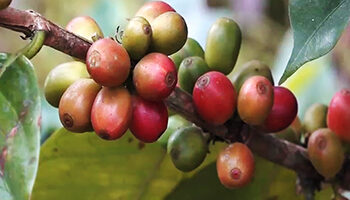 Sarpang struggles to meet demand for quarantine facility