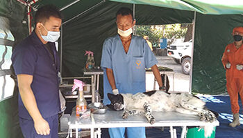 Sterilisation programme to take care of stray dogs in Sarpang