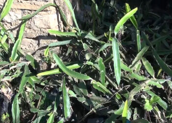 Farmers in Chimoong, Pema Gatshel growing Dragon fruits on large scale