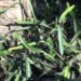 Farmers in Chimoong, Pema Gatshel growing Dragon fruits on large scale
