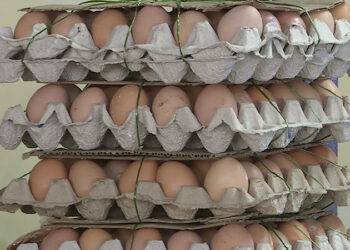 Bhutan to import eggs from India next week