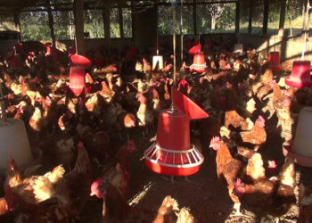 Egg shortage across the country