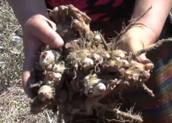 Ginger growers worried with poor market in Pema Gatshel