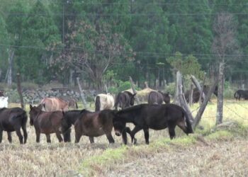 Lunaps worried about journey back home with the COVID situation not improving