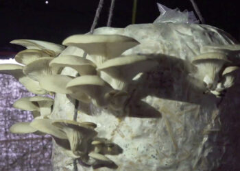 DeSuup Skilling Programme gives hope to youth