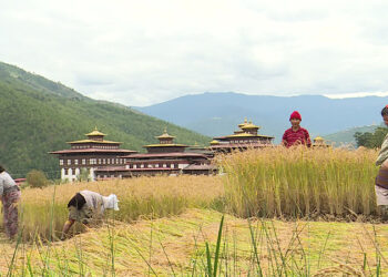 Crop and livestock insurance in Bhutan yet to takeoff