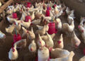 Poultry farmers not happy with the monetary compensation