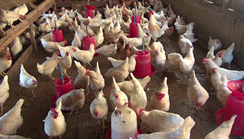 Poultry farmers not happy with the monetary compensation
