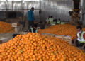 Orange exporters in Samtse hope for higher returns