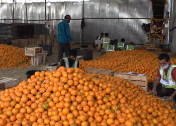 Orange exporters in Samtse hope for higher returns