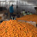 Orange exporters in Samtse hope for higher returns