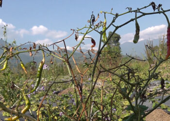 Farmers lose chillies to pests in Samdrup Jongkhar