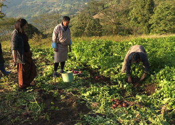 Promoting local farm produce in schools