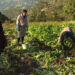 Promoting local farm produce in schools