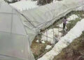 Heavy snowfall damages greenhouses in Gasa