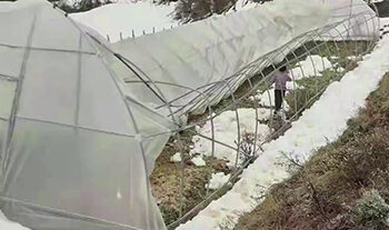 Heavy snowfall damages greenhouses in Gasa