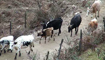 Tiger Menace: Farmers in Trongsa await the implementation of livestock insurance scheme
