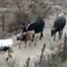 Tiger Menace: Farmers in Trongsa await the implementation of livestock insurance scheme