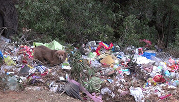 Haa grappling with illegal waste dumping