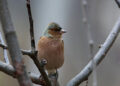 New bird species sighting