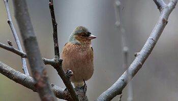 New bird species sighting