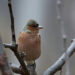 New bird species sighting