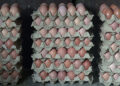 Egg production picks up in Tsirang
